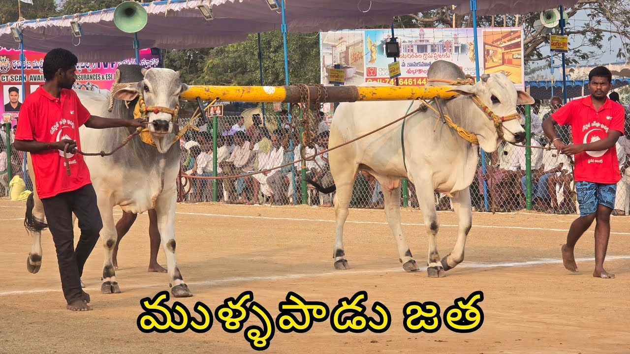 రెంటచింతల ఆరుపళ్ళు 10జత. పమిడి అంజయ్య చౌదరి గారు. ప్రత్తిపాడు గ్రామం