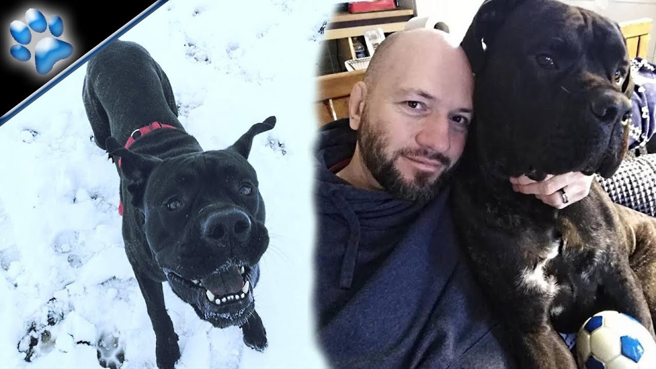 MAÏKKO MON CANE CORSO