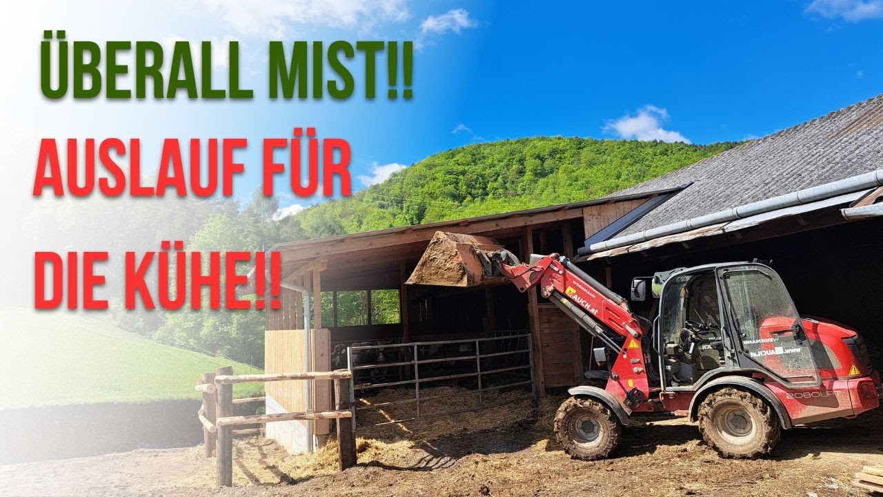 Strohbereich ausmisten❗💩 Weidemann 2080lpt zwischen dreck & Stroh. Kühe testen den Neuen Auslauf🤣🐄❓