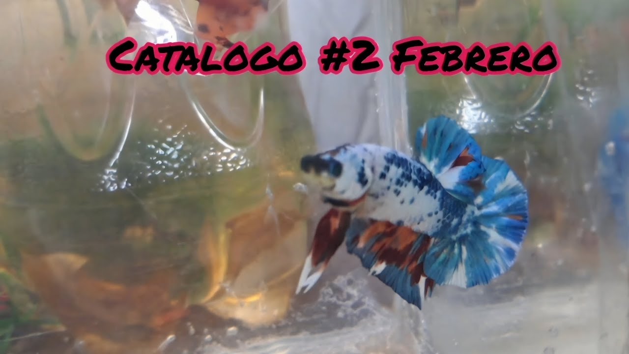 Mis Bettas en Febrero 2026