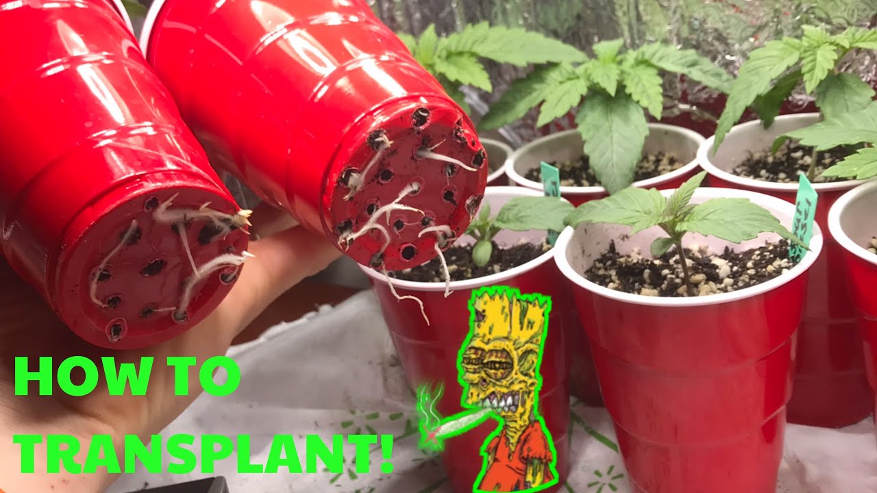 How to Transplant Cannabis Seedlings