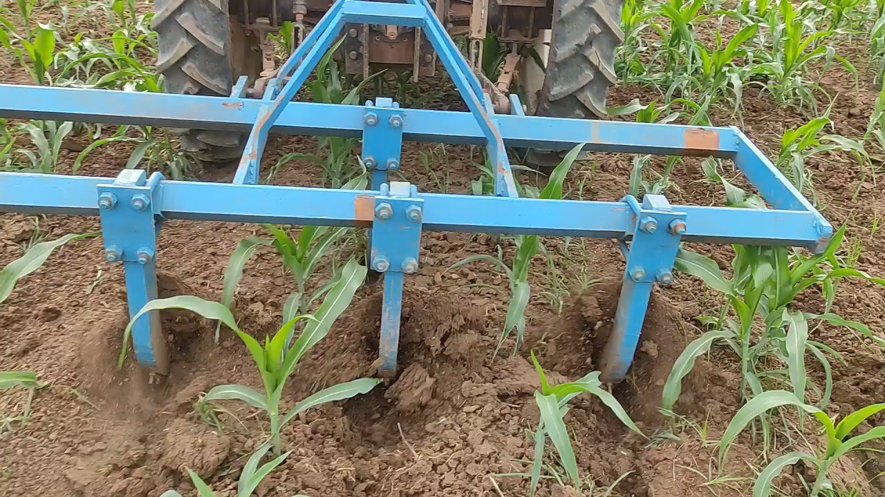 Tractor cultivator in corn crop