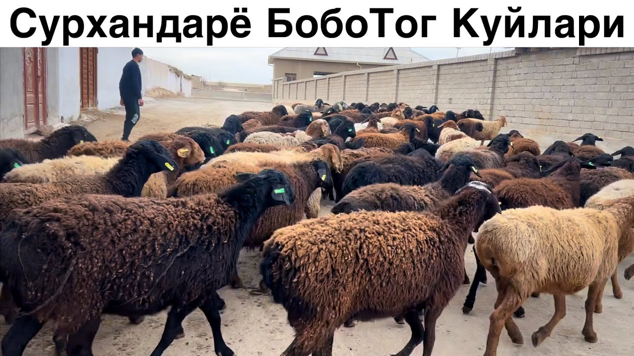 Боботог Куйлари 2026! ☎️+998 97 853 9798