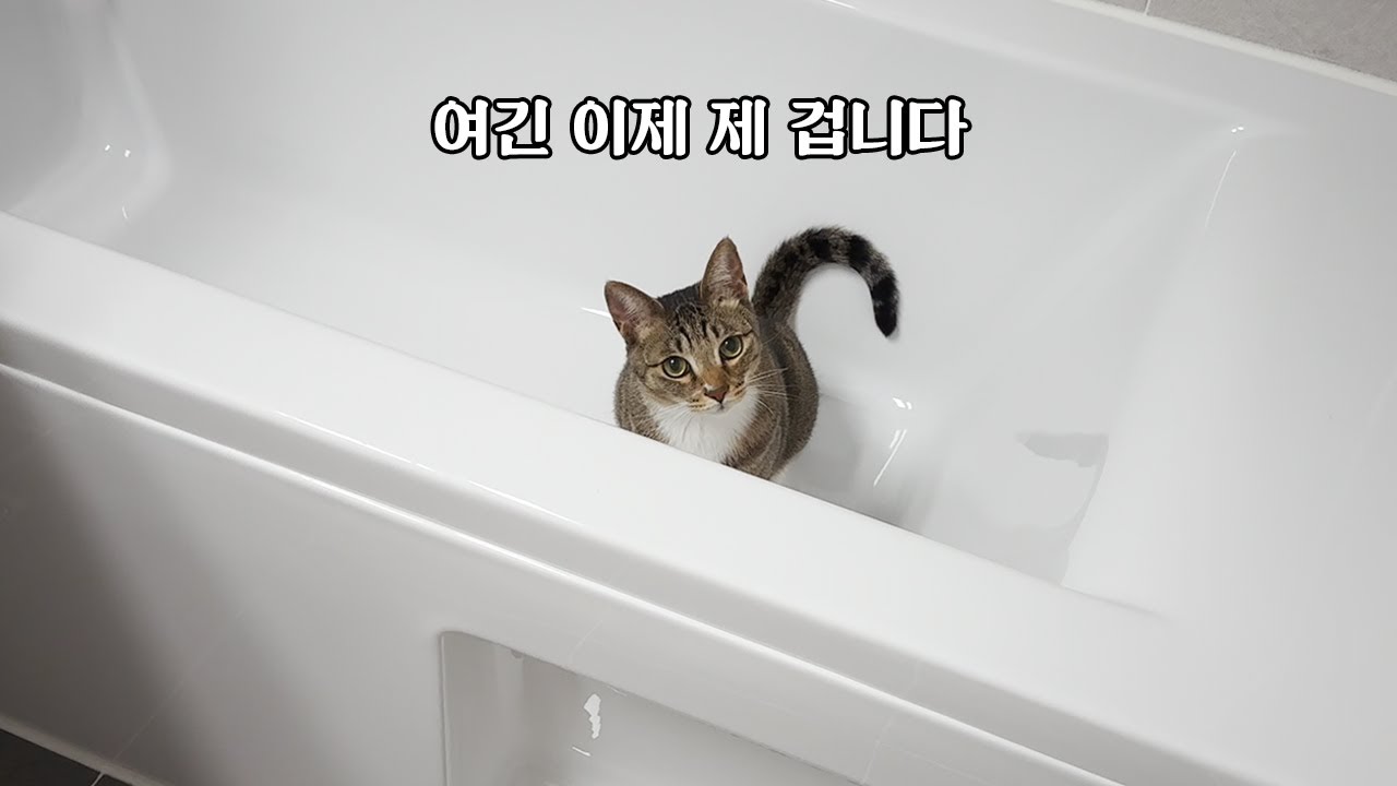 다행히 고양이들이 새집을 마음에 들어하는 것 같아요