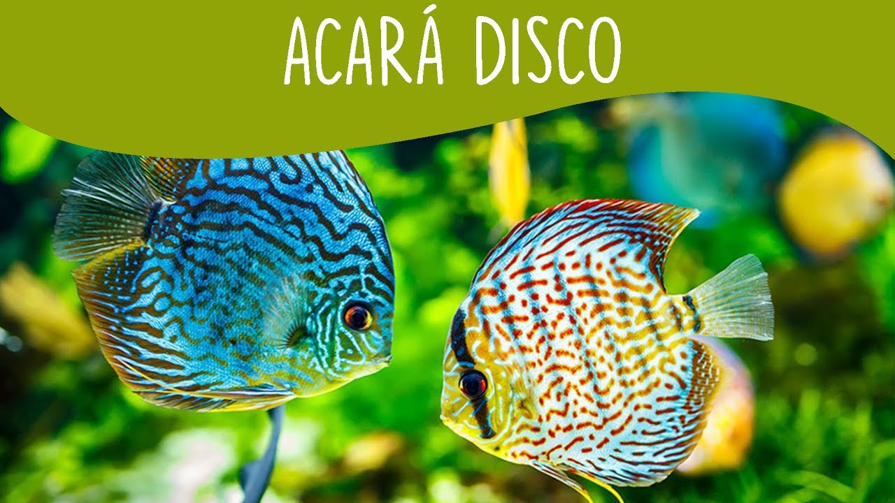 Acará Disco - Minha Fauna