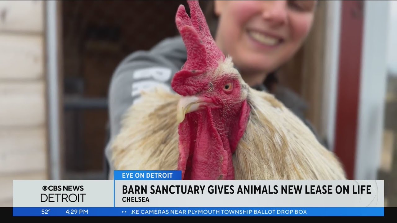 Barn Sanctuary gives animals new lease on life