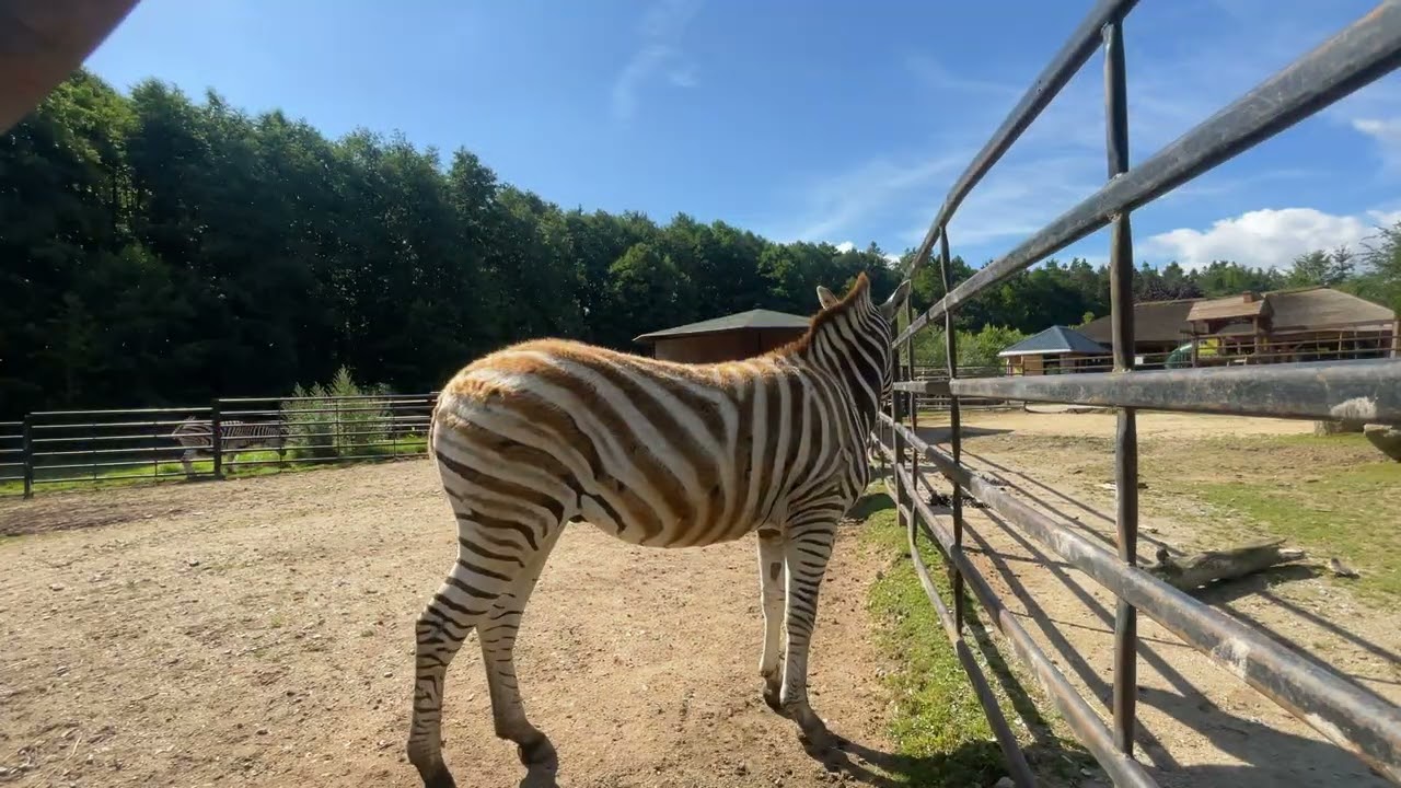 zoo dvorec