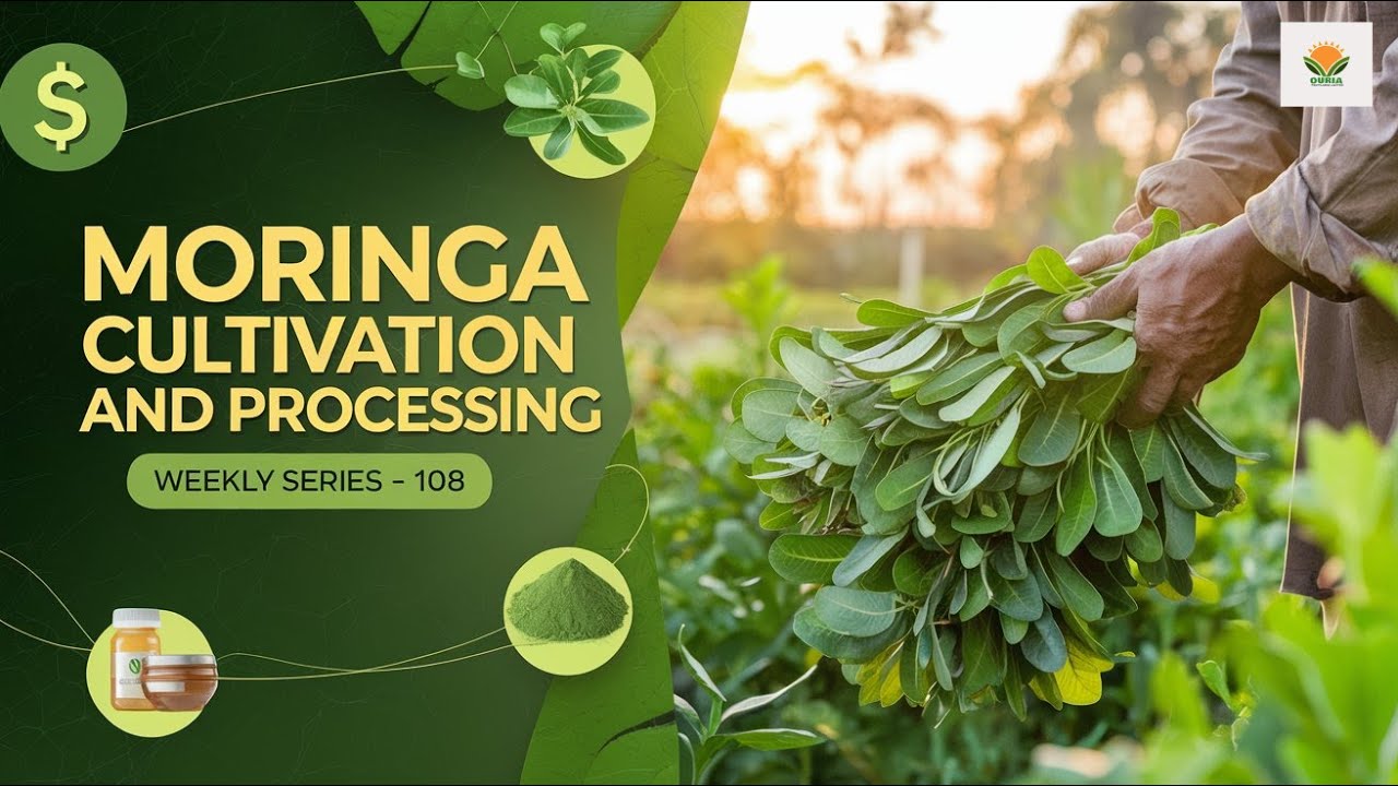 Moringa Commercial Cultivation and Processing in Nigeria | Agribusiness in Nigeria