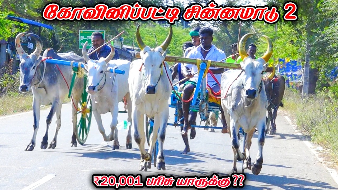 2கோவினிப்பட்டி-சின்னமாடு-பந்தயம்_23.02.2026_V_Photography