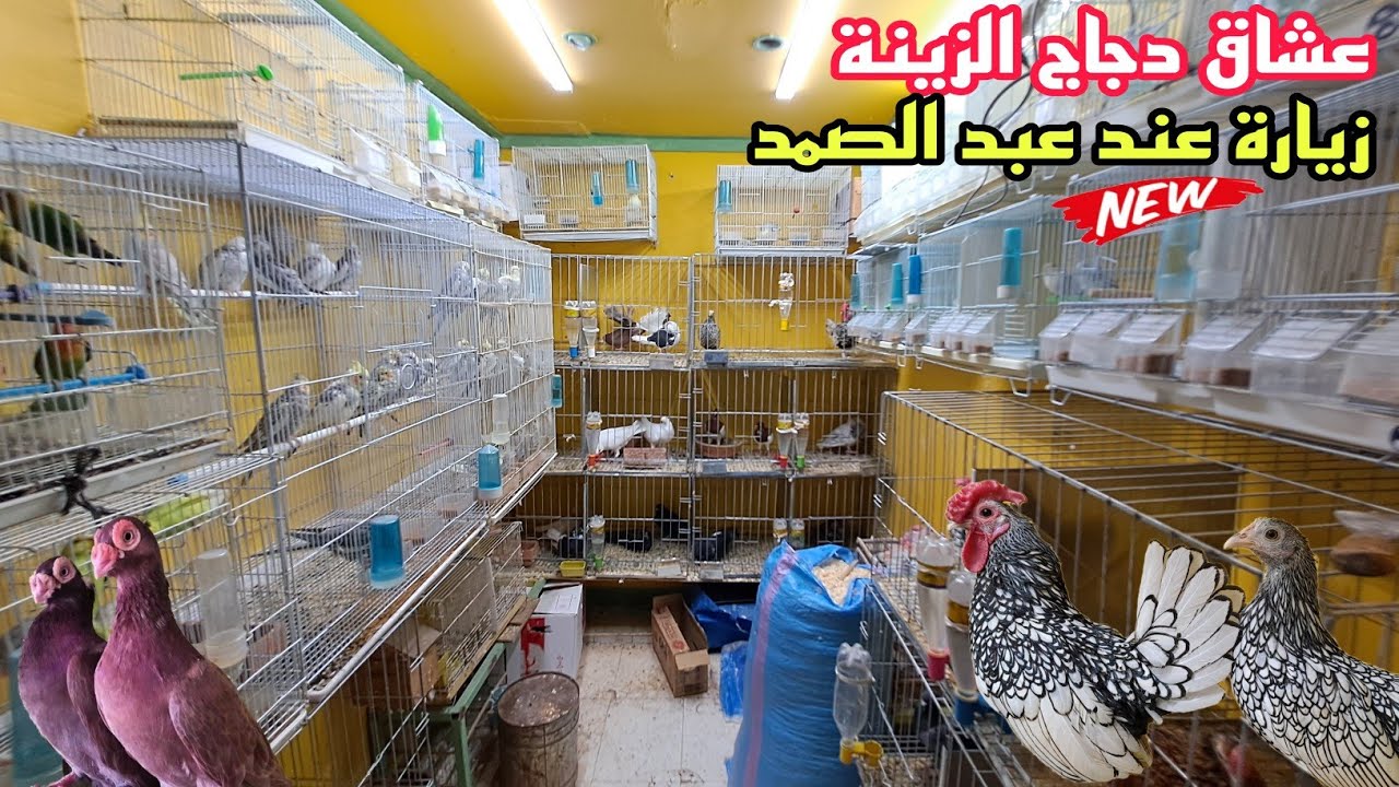 زيارة عند عبد الصمد🔥توليعة عشاق دجاج وحمام الزينة جميع لوازم الحمام أقفاص شرابات لوازم الدجاج فقاصات