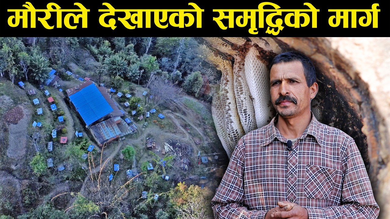 मौरीपालन: समृद्धिको एउटा सुनौलो बाटो - Beekeeping: A Golden Path to Prosperity