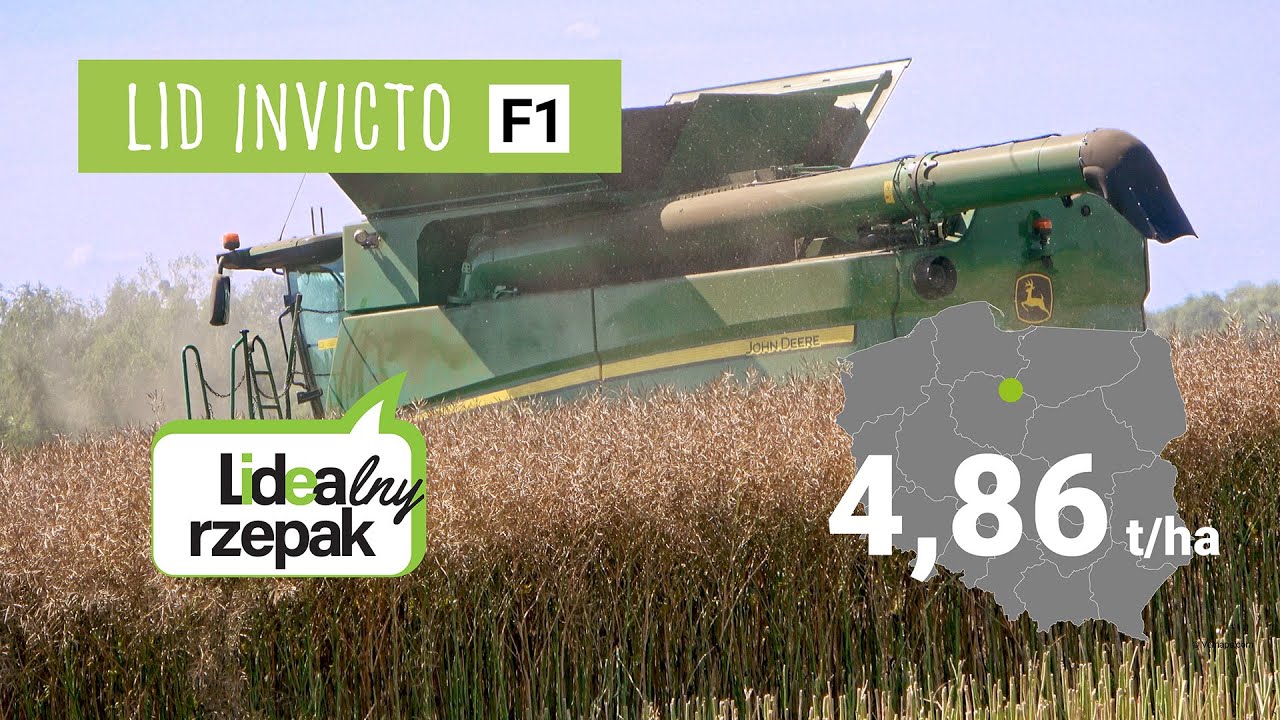 Żniwa LID Invicto u Zbyszka Plitta - LIDEAlny rzepak na 4,8 t z ha w 2024 roku