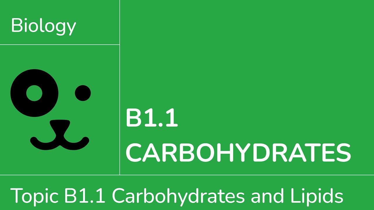 B1.1 Carbohydrates [IB Biology SL/HL]