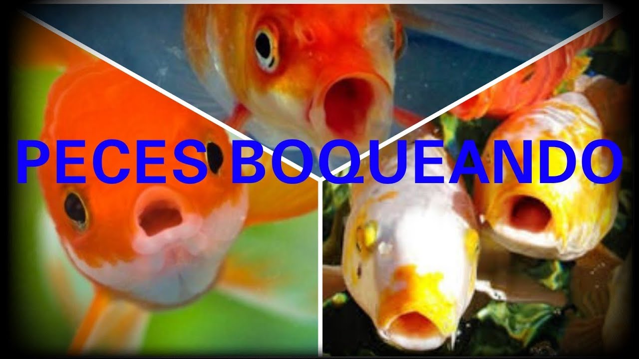 ¿PORQUE MI PEZ BOQUEA EN LA SUPERFICIE?