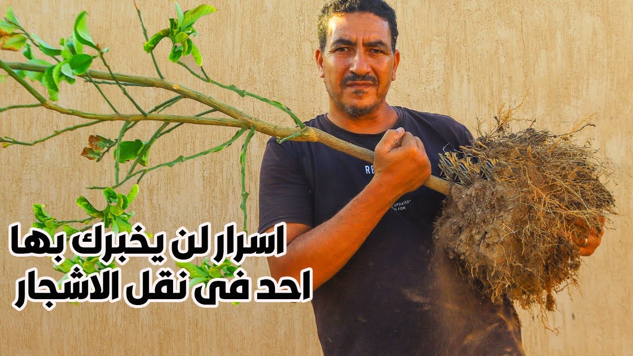 حتى لا تفقد اشجارك👌تعلم اسرار نقل اى شجرة بدون اى خطأ والموعد المخصص للنقل بطريقة صحيحة