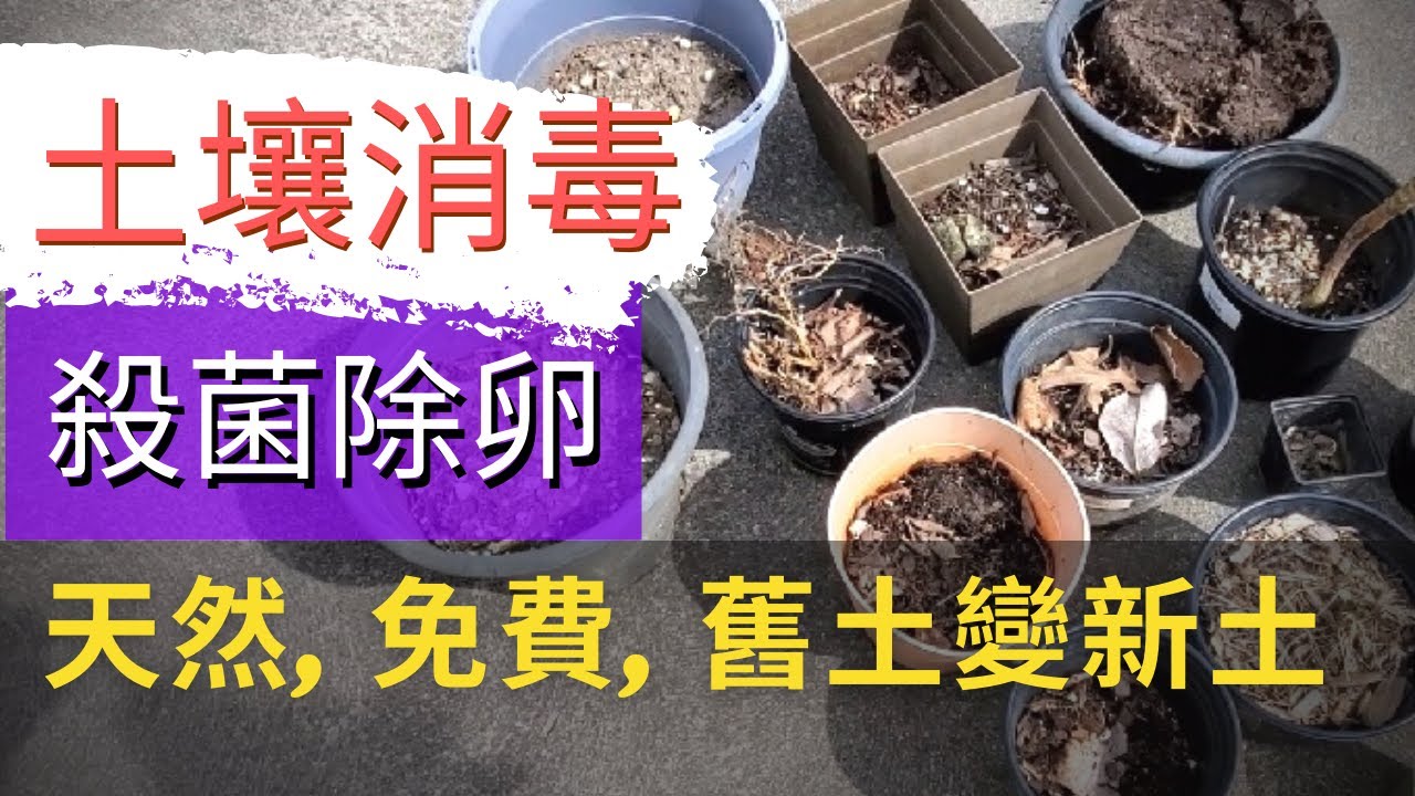 【如何快速幫土壤消毒】舊土變新土！舊土得過病害怎麼處理？舊土消毒，舊土處理，不花錢就可以給土壤消毒殺菌除蟲除卵的方法！免費，快速，簡單，安全，不使用化肥農藥，盆栽種菜，如何提高土壤肥力