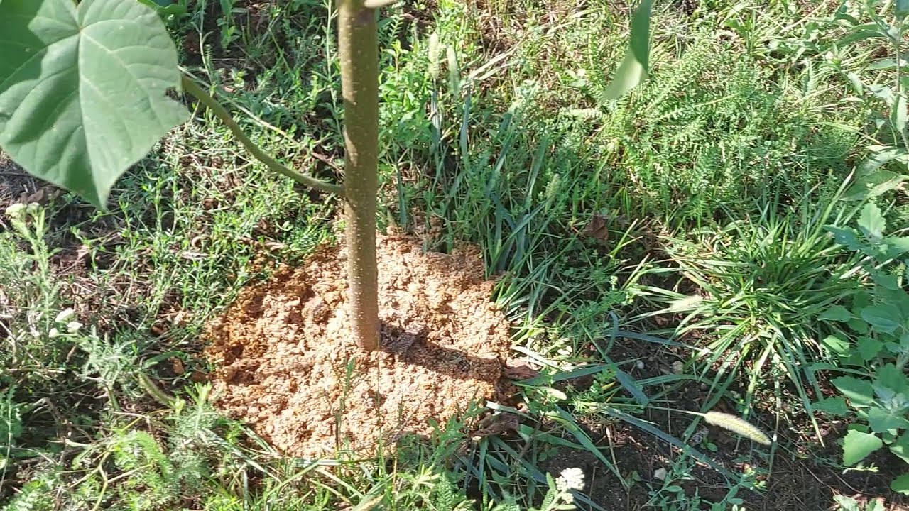 8813 The Power of Sawdust: Enhancing Growth Through Mulching and Tree Care #treecare#mulchingupdates