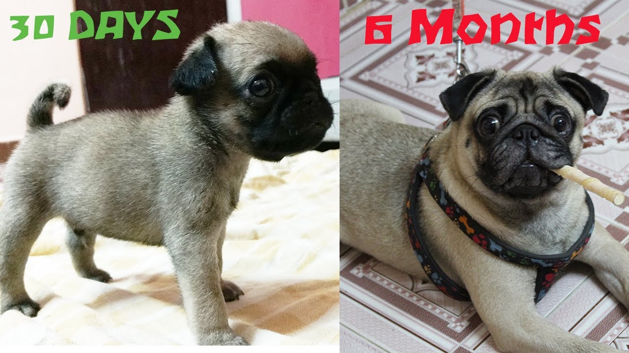 My Pug Puppy Growing Up (1 Month to 6 Months) - Cooper
