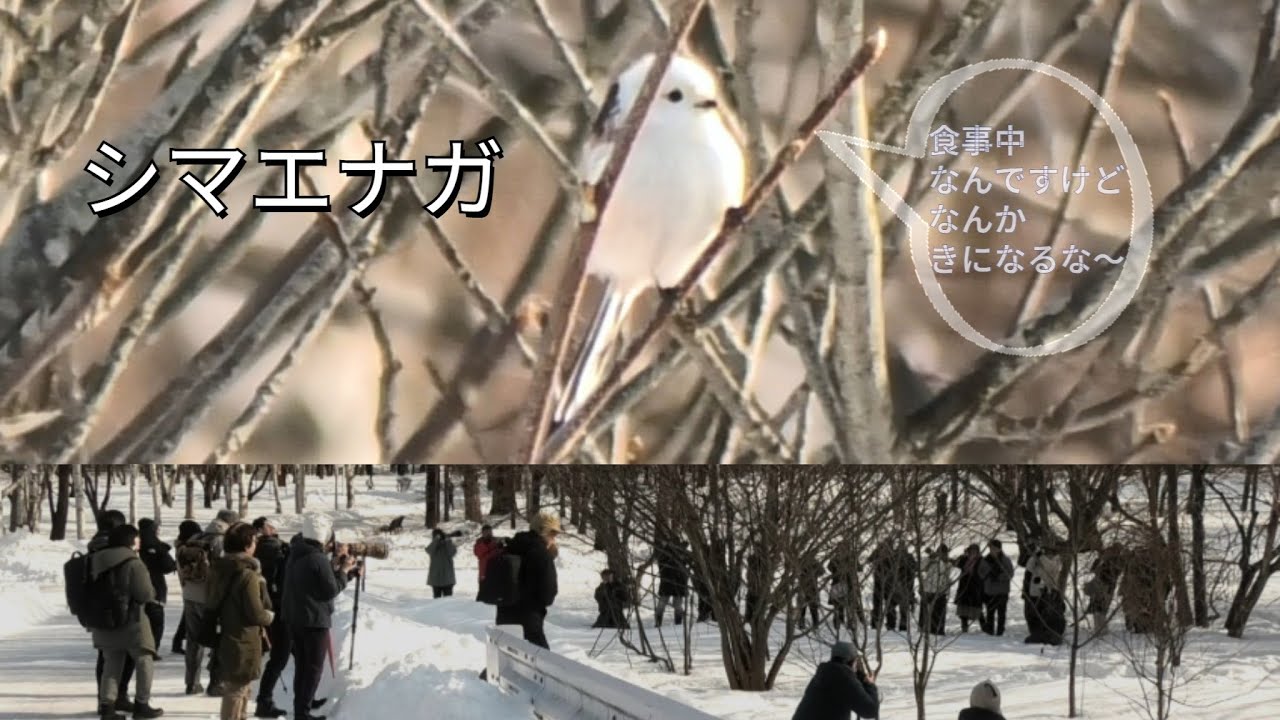 シマエナガ　食事中なんですけど・なにか・・