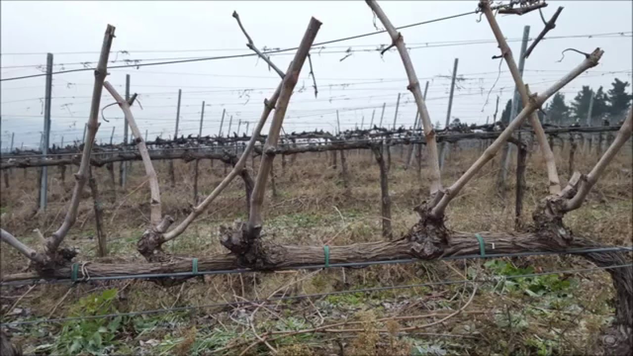 Cordon spur pruning Itagro servizi