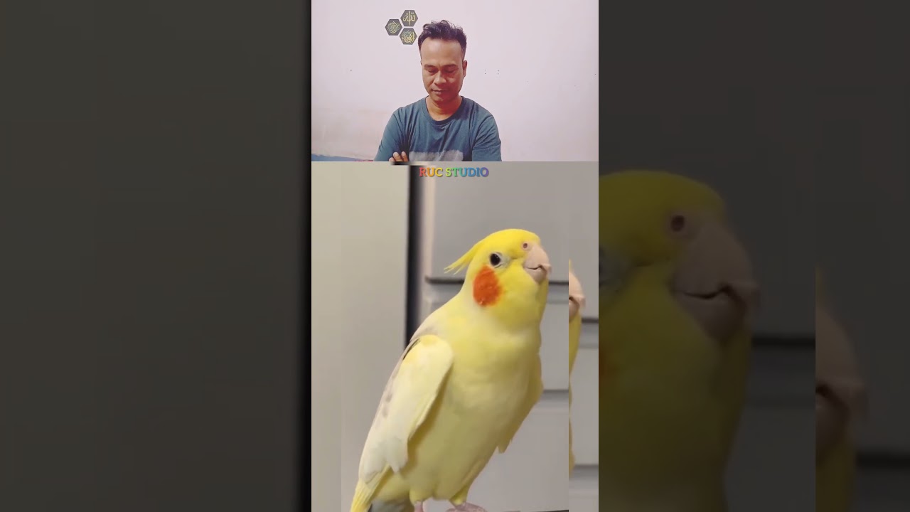 A parrot recitation quran#quran tilawat#muslim#islam#trending shorts
