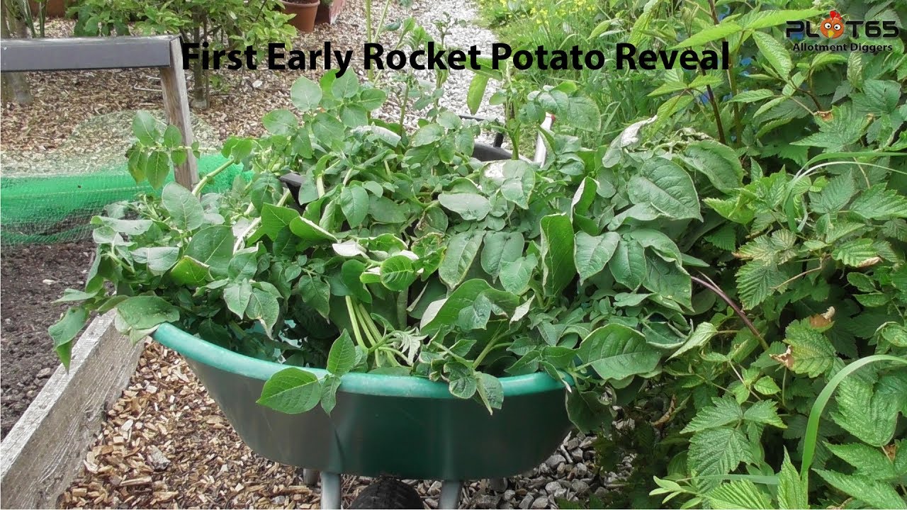First Early Rocket Potato Reveal