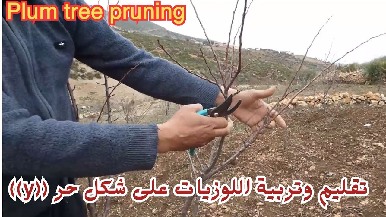 إحترف طريقة تقليم وتربية اللوزيات على شكل حرف ((y))...Plum tree pruning...#قناة_الظهرة_الفلاحية