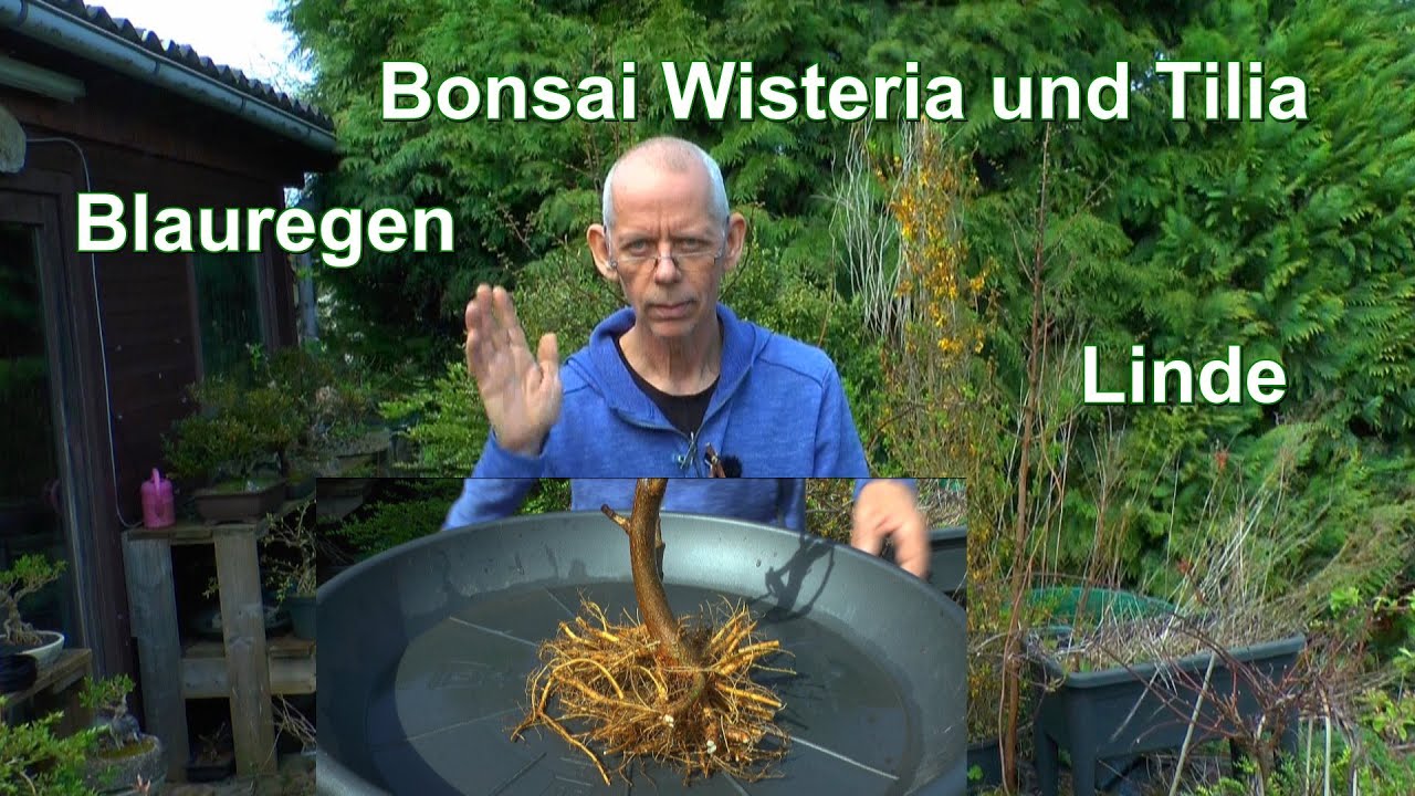 Bonsai Wisteria und Linde schneiden in der Anzucht mit Schneiden Wurzelschnitt und Umpflanzen.