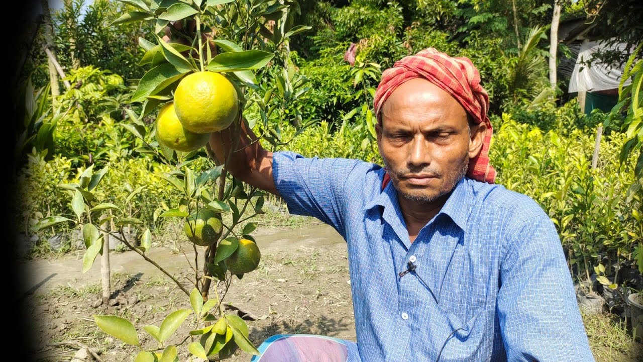 Maa Annapurna Nursery Hindi Version All Citrus Plants View Visit And Price