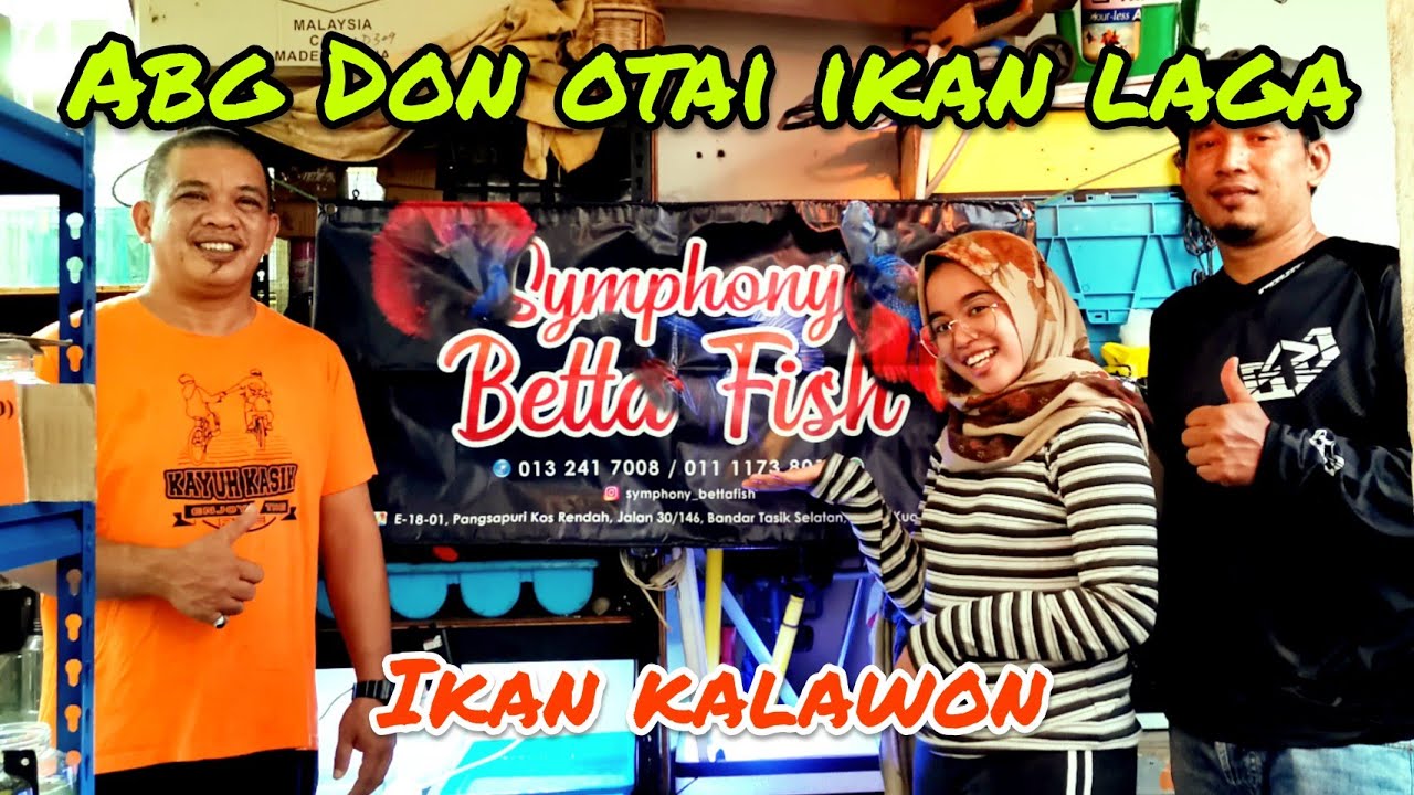 Melawat Symphony Betta fish farm!//ikan laga solid//harga murah2.