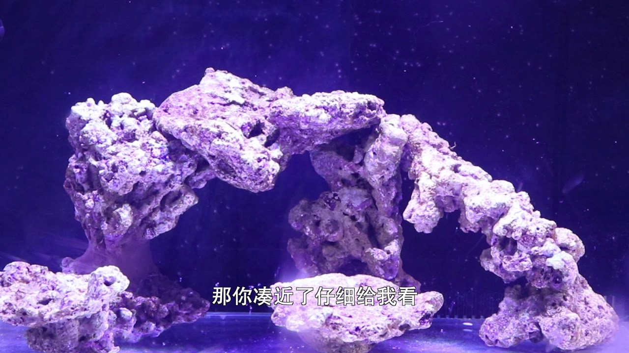 海精灵开缸（四）：爆藻虽然枯燥乏味，但也不可掉以轻心哦！
