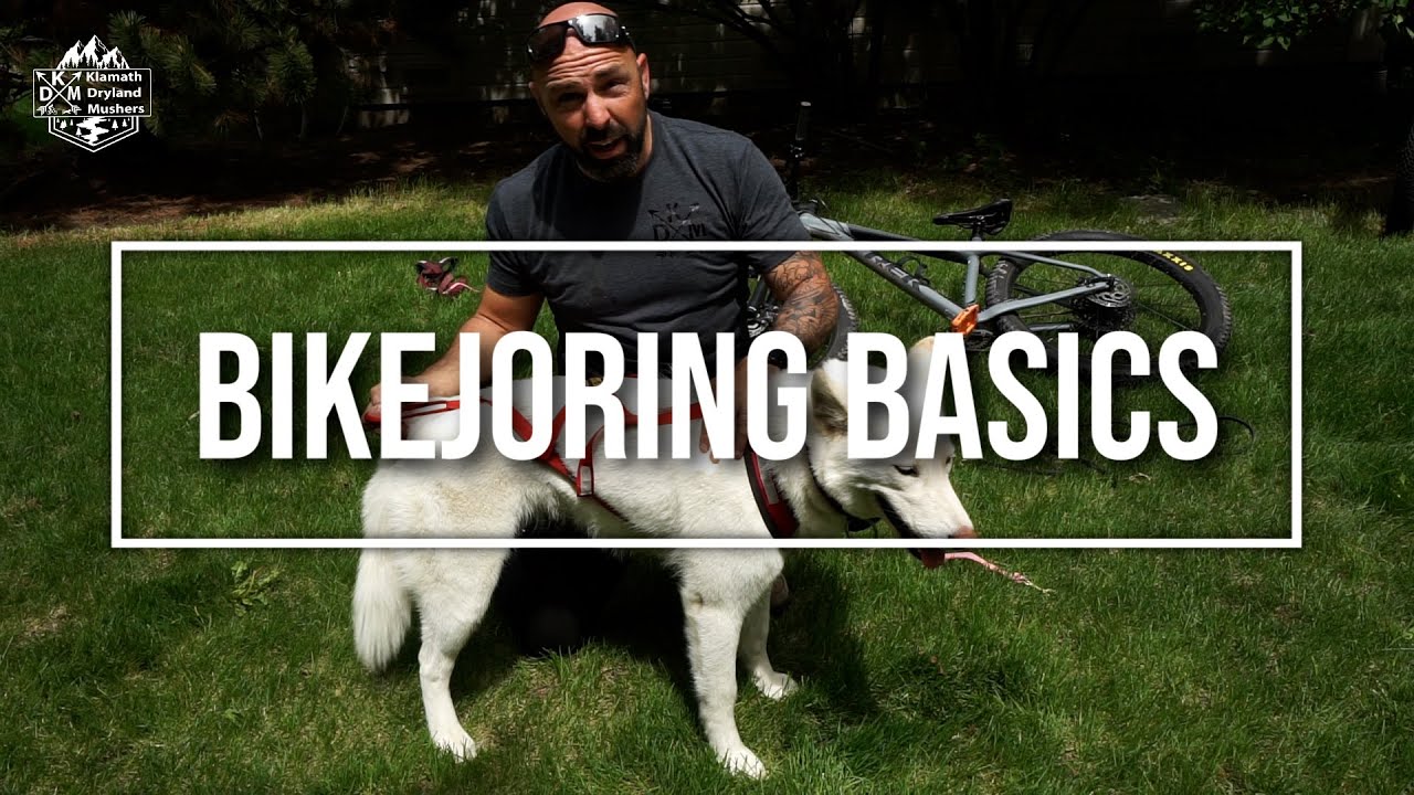 BIKEJORING BASICS - How to get started in Dryland Mushing