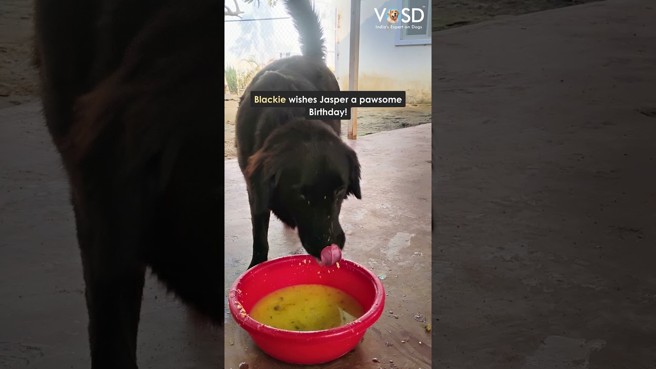 Jasper's Birthday Fed 1800 Dogs | Sponsor a Meal at VOSD 