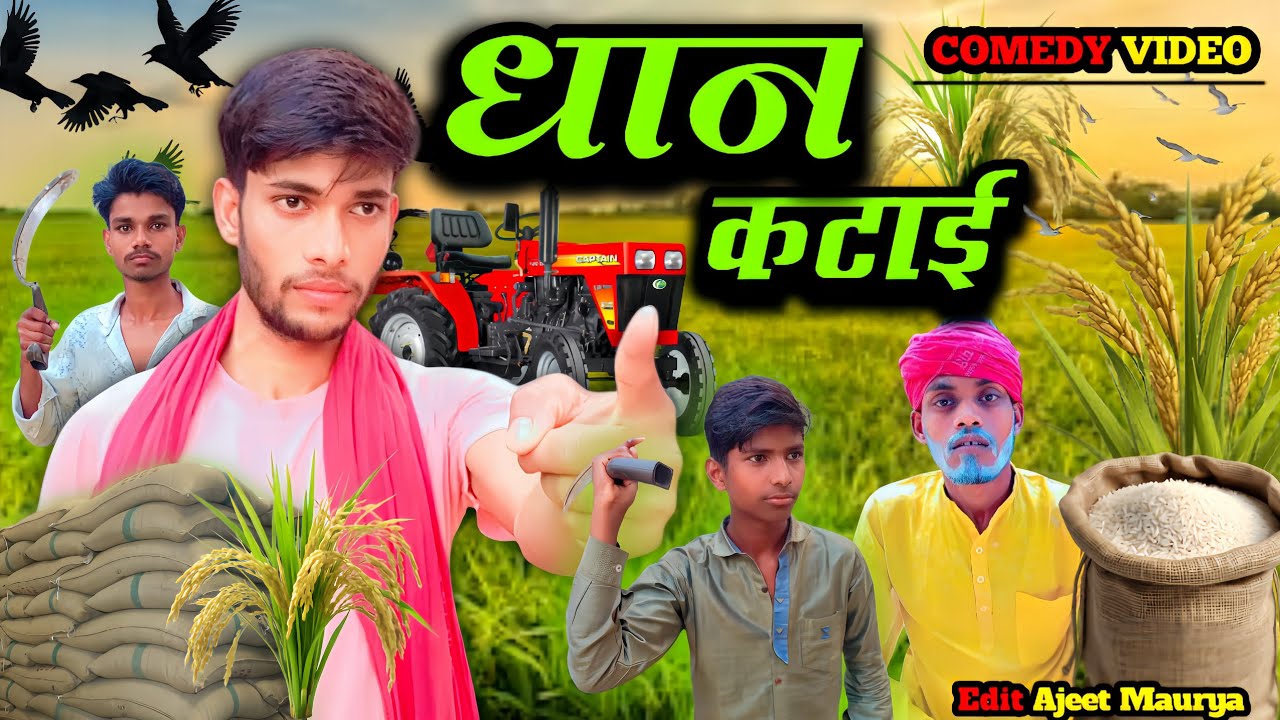 Dhan katai comedy || धान कटाई || ajeetkingcomedy video|| #comedy #trending #ytshorts 