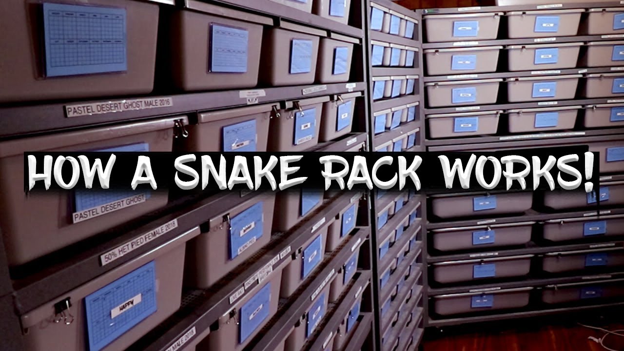 How a Snake Rack Works (How Tubs Are Heated, Thermostat Probe Placement, Backup Temperature Alarms)