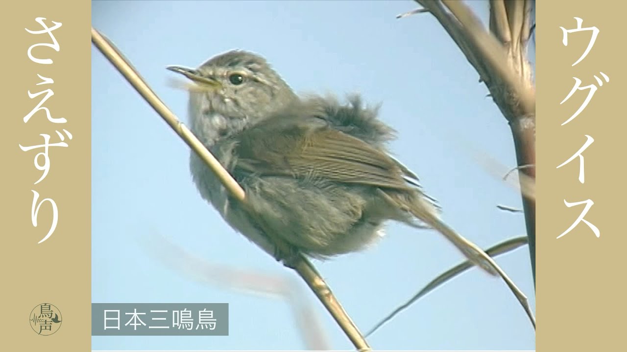 ウグイスのさえずり | 日本三鳴鳥 | 春告鳥 | 野鳥 - 鳥の鳴き声図鑑［鳥声］