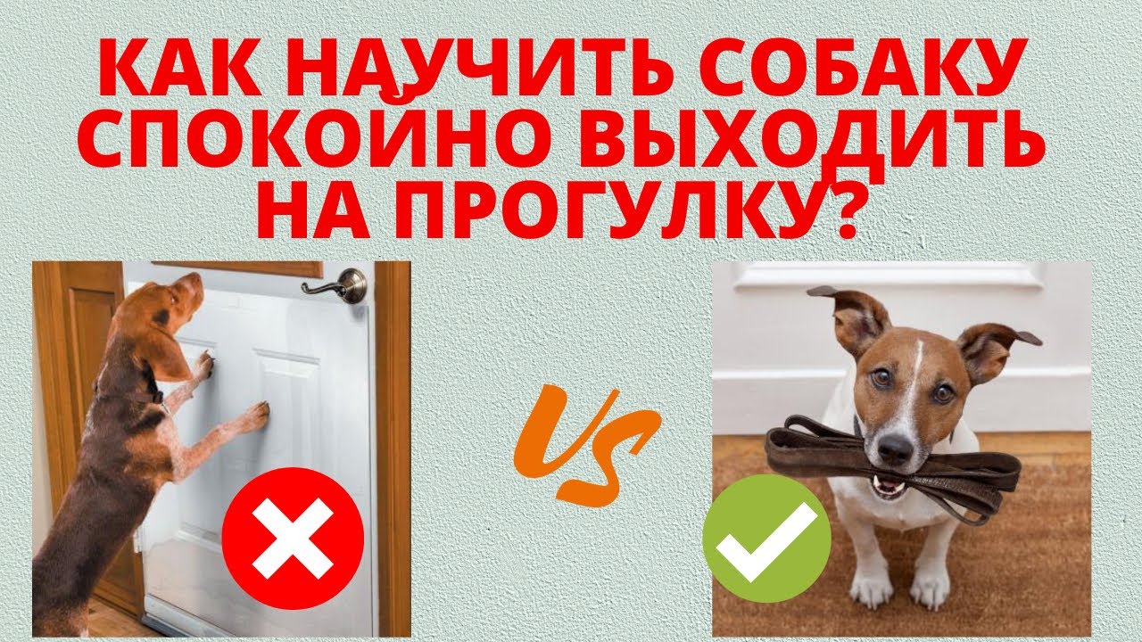 Как приучить собаку спокойно выходить из квартиры на прогулку?