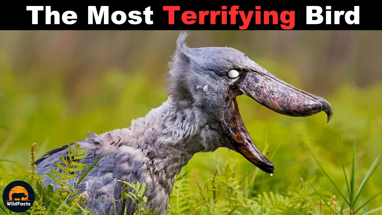 SHOEBILL - A Living Legend of the African Wilderness