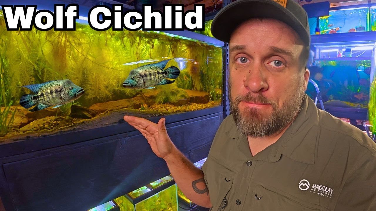 Dovii Cichlid Problems - I Need Your Help