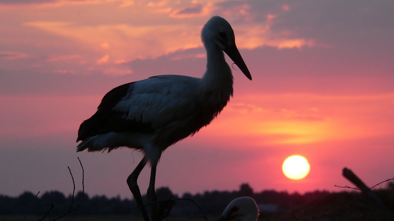 The Stork | More than the Bird that Brings Babies