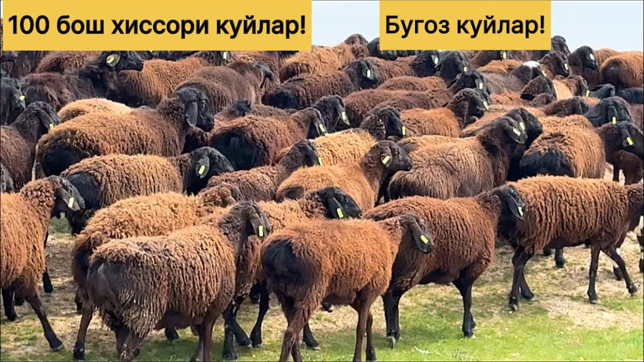 Хиссори бугоз куйлар! 883100698☎️ 955860040☎️ 919470799☎️