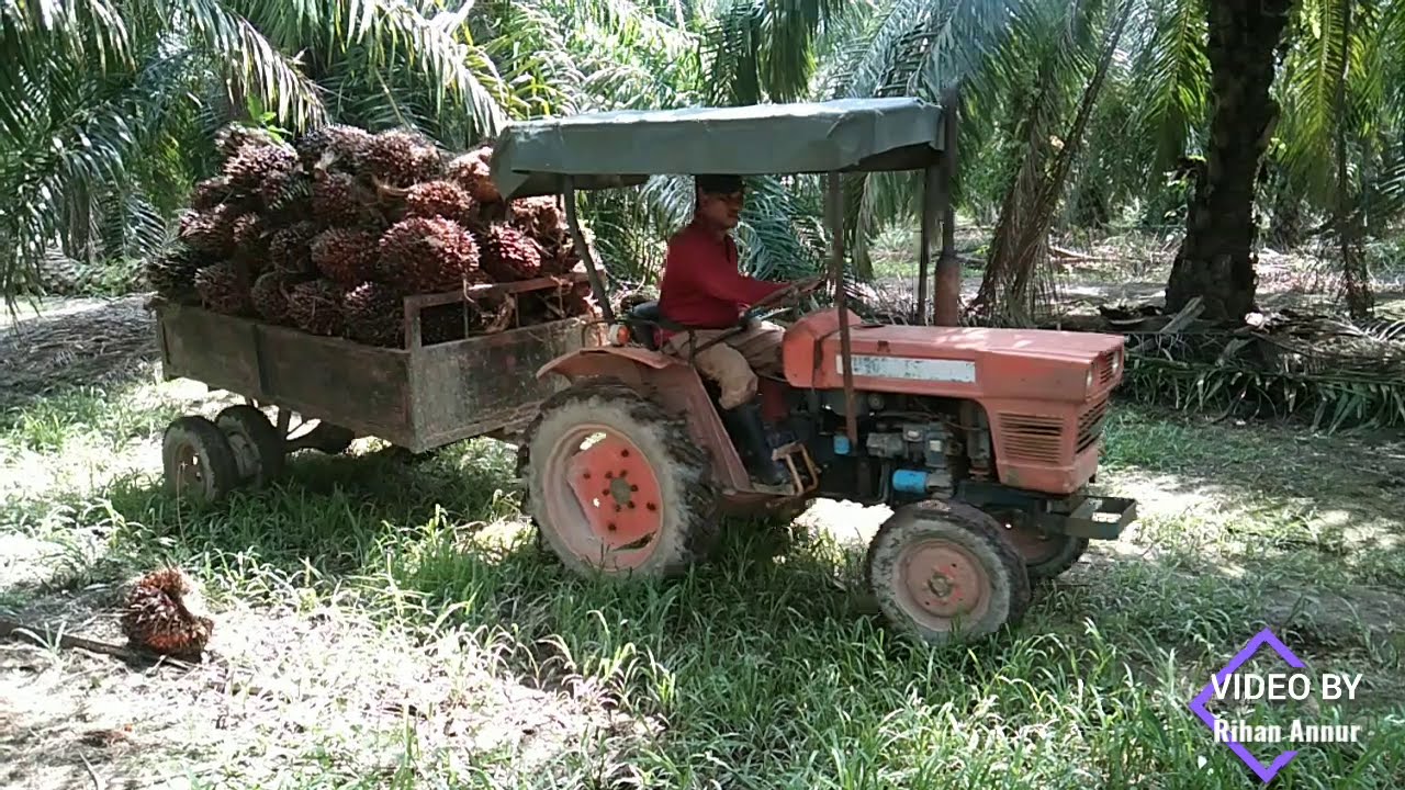 #01 loding buah sawit dikebun | Loding sawit malaysia