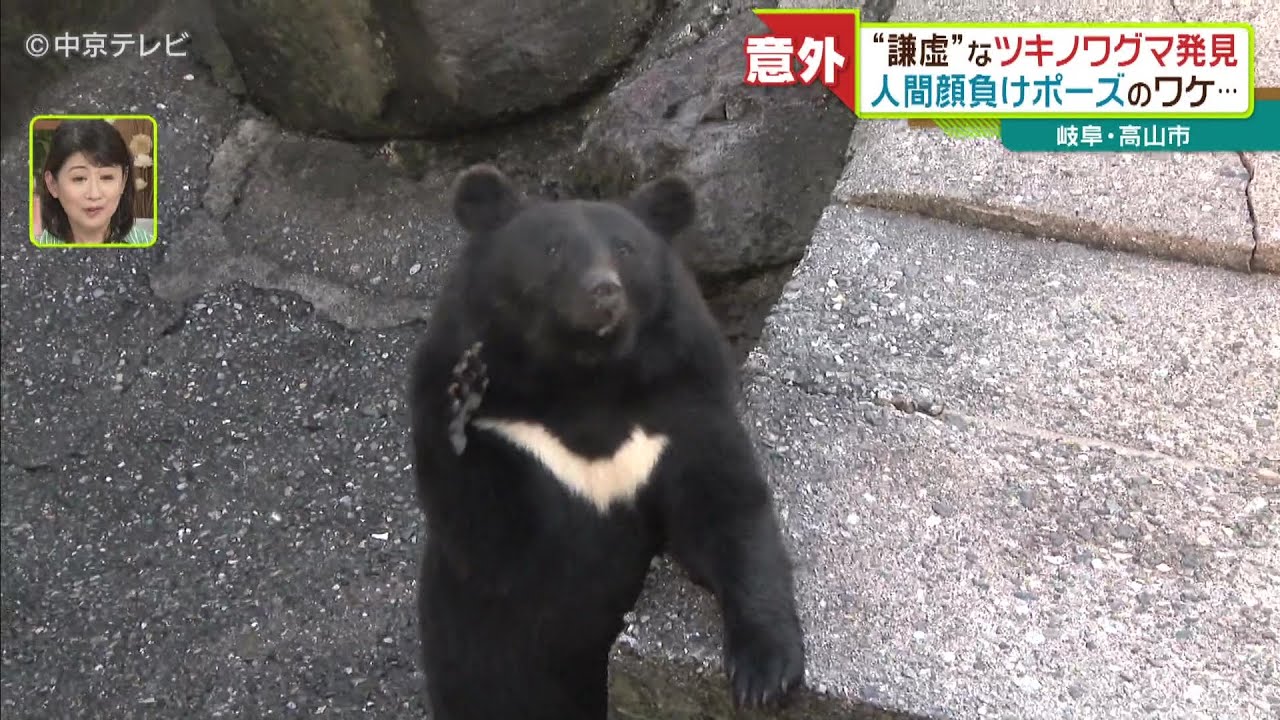 “謙虚”なツキノワグマ発見 人間顔負けポーズのワケ… 岐阜・高山市