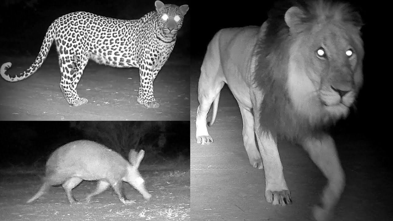 Up Close with Big Cats & Rarely Seen Species, Trail Cam Somehow Survives Wildlife Attacks 