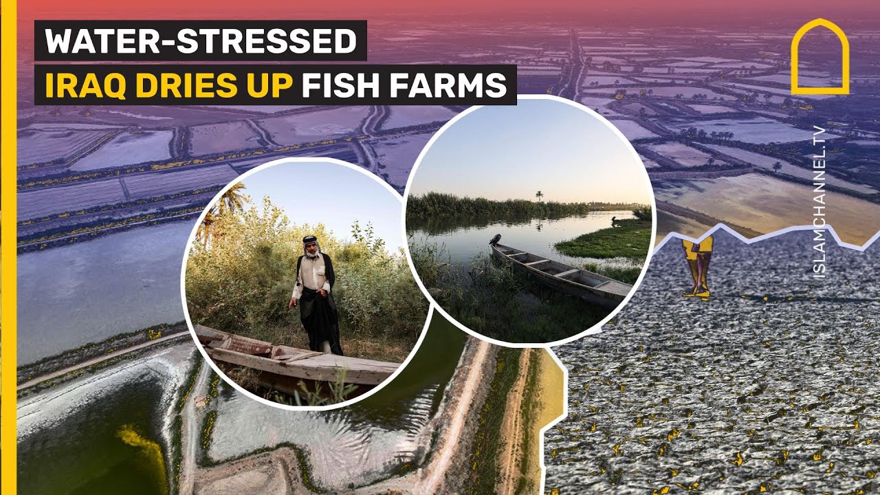 Water-stressed Iraq dries up fish farms