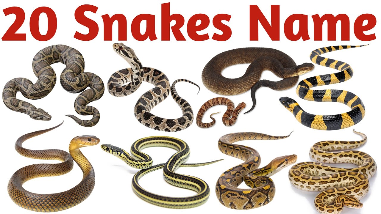 Snakes Names in English for Kids | Learn Different Types of Snakes | Reptile Animals Vocabulary |