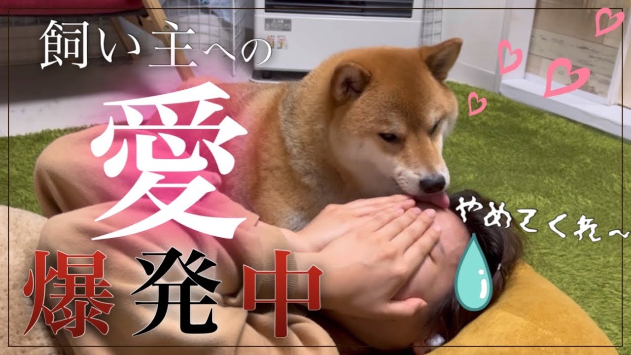 【衝撃映像】一度スイッチが入ったら止まらない、飼い主への愛情表現【柴犬】