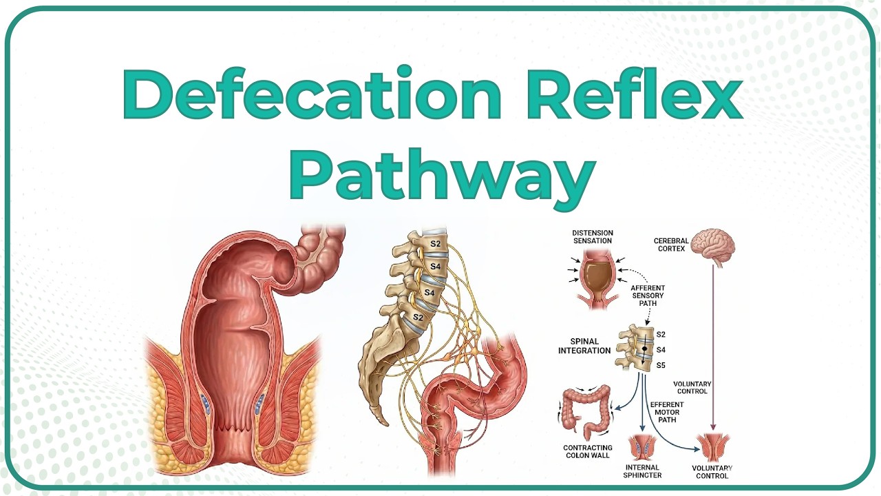 Defecation Reflex pathway animation - Gastrointestinal physiology