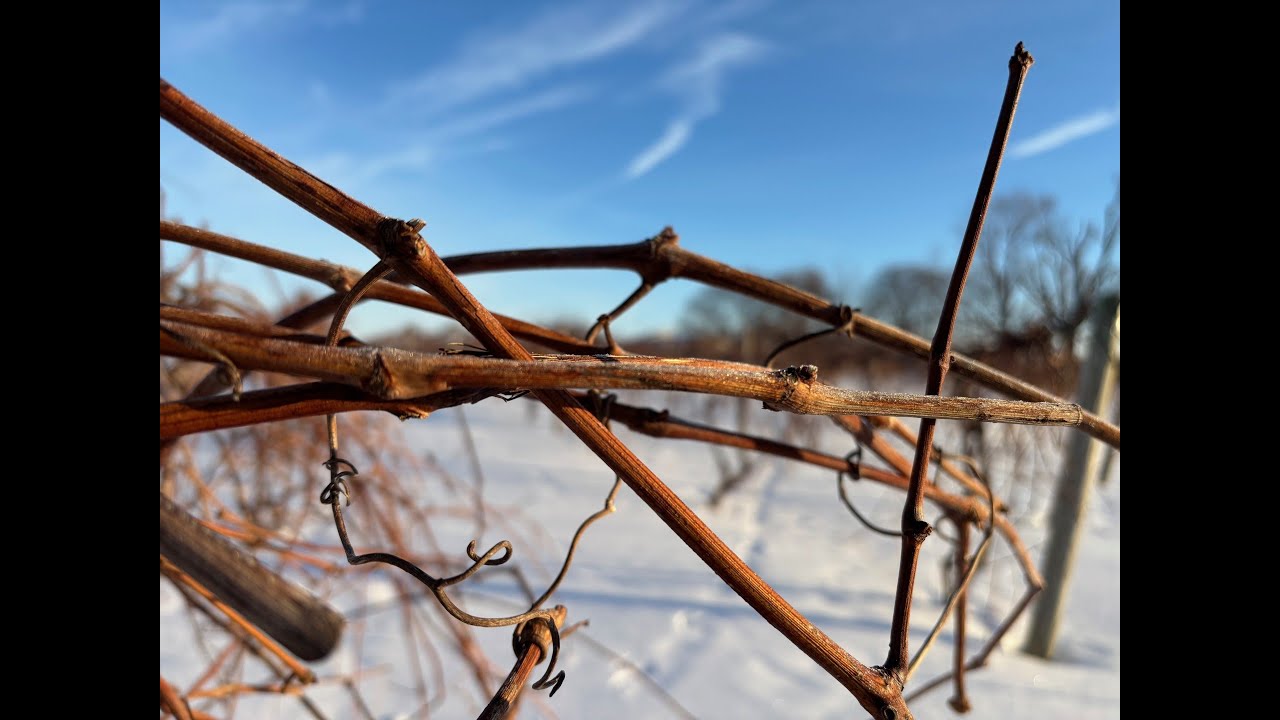 Between The Vines S6E3: Cold + Grape Vines = ?