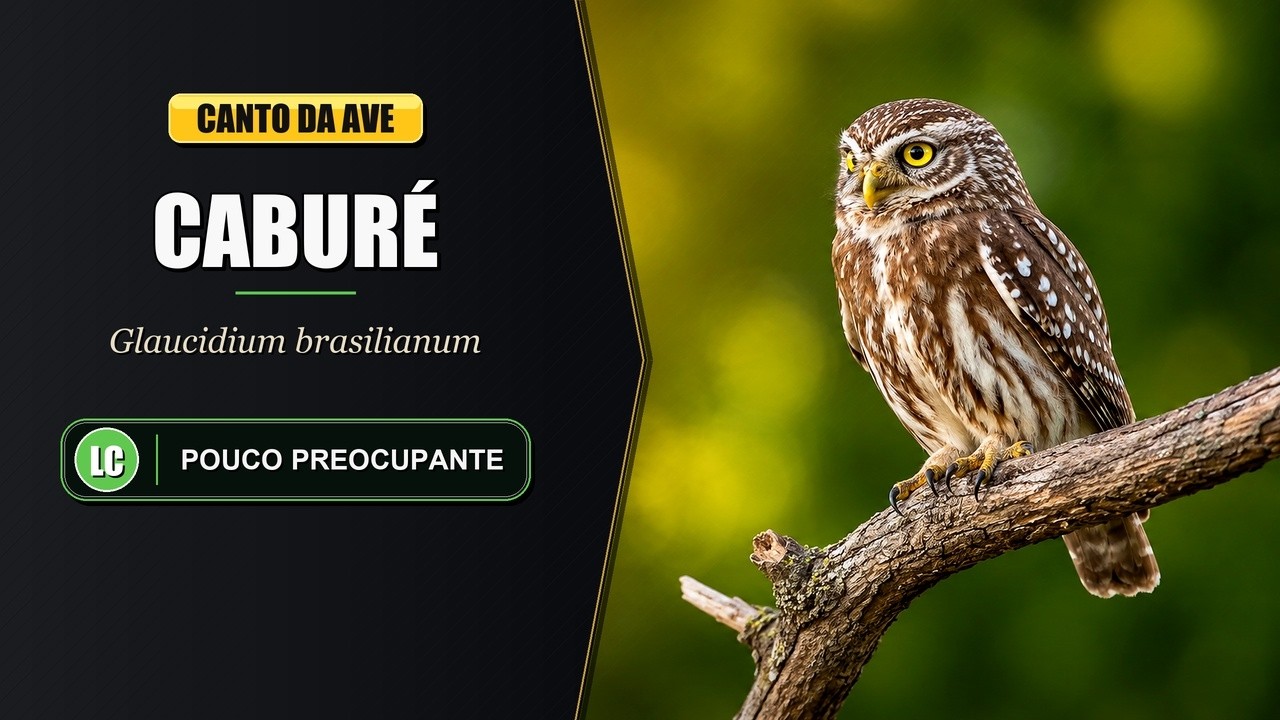 Canto do Cabur&eacute; / Cabor&eacute; / Caburezinho / Caur&eacute; | Ferruginous Pygmy-owl | Glaucidium Brasilianum